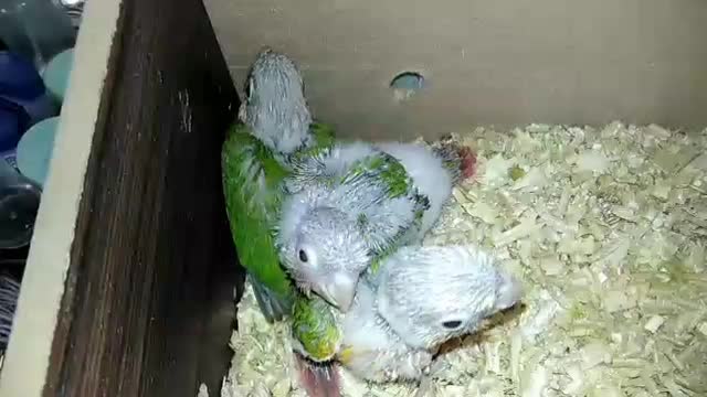 گرینچیک..عروس هلندی|پرنده|شیراز, دروازه قران|دیوار