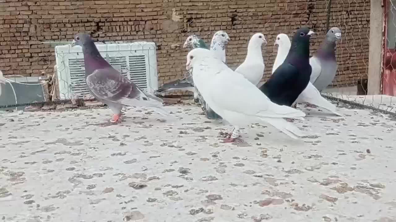 کفتر دو رگ نر پرشی ۱۰عدد|پرنده|مشهد, ادیب نیشابوری (شهرک غرب)|دیوار