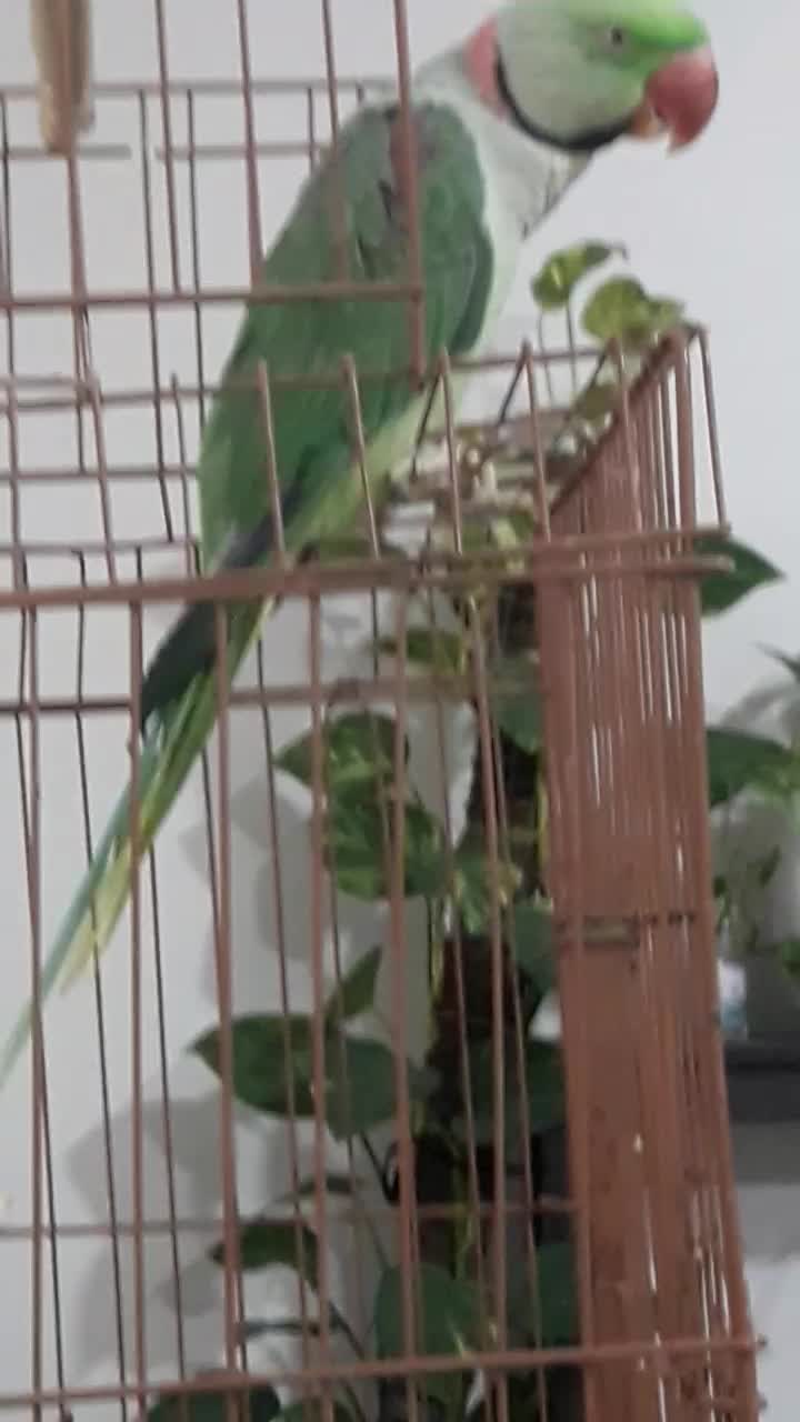 شاه طوطی سخنگو|پرنده|قائم‌شهر, |دیوار