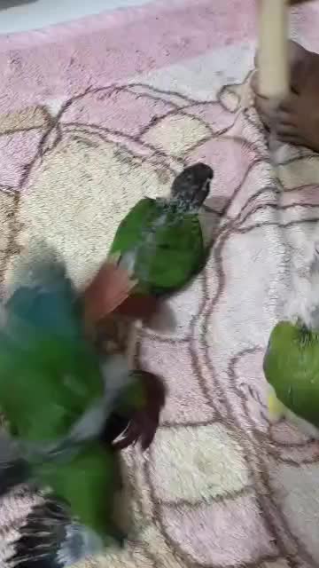 بوشهرعالیشهر|پرنده|بوشهر, |دیوار