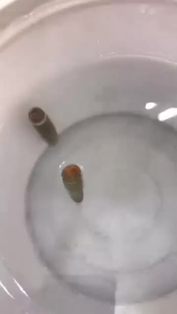 فروش عرج بحری هبهاب خطی سلطانی داودی هبهاب|جواهرات|شوش, |دیوار