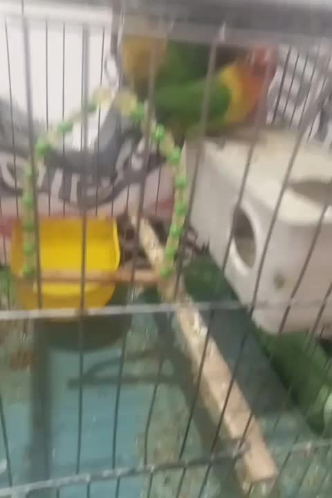 کوتوله معاوضه با جفت عروس هلندی نر و ماده|پرنده|اندیمشک, |دیوار