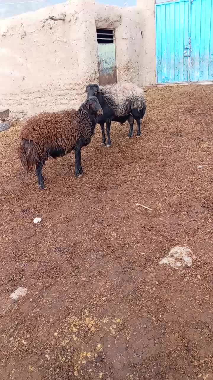 قوچ‌ و بره قوچی افشاری)شیشک کاوور میش بز‌‌ بزغاله|حیوانات مزرعه|تربت‌حیدریه, پایانه مسافربری تربت حیدریه|دیوار