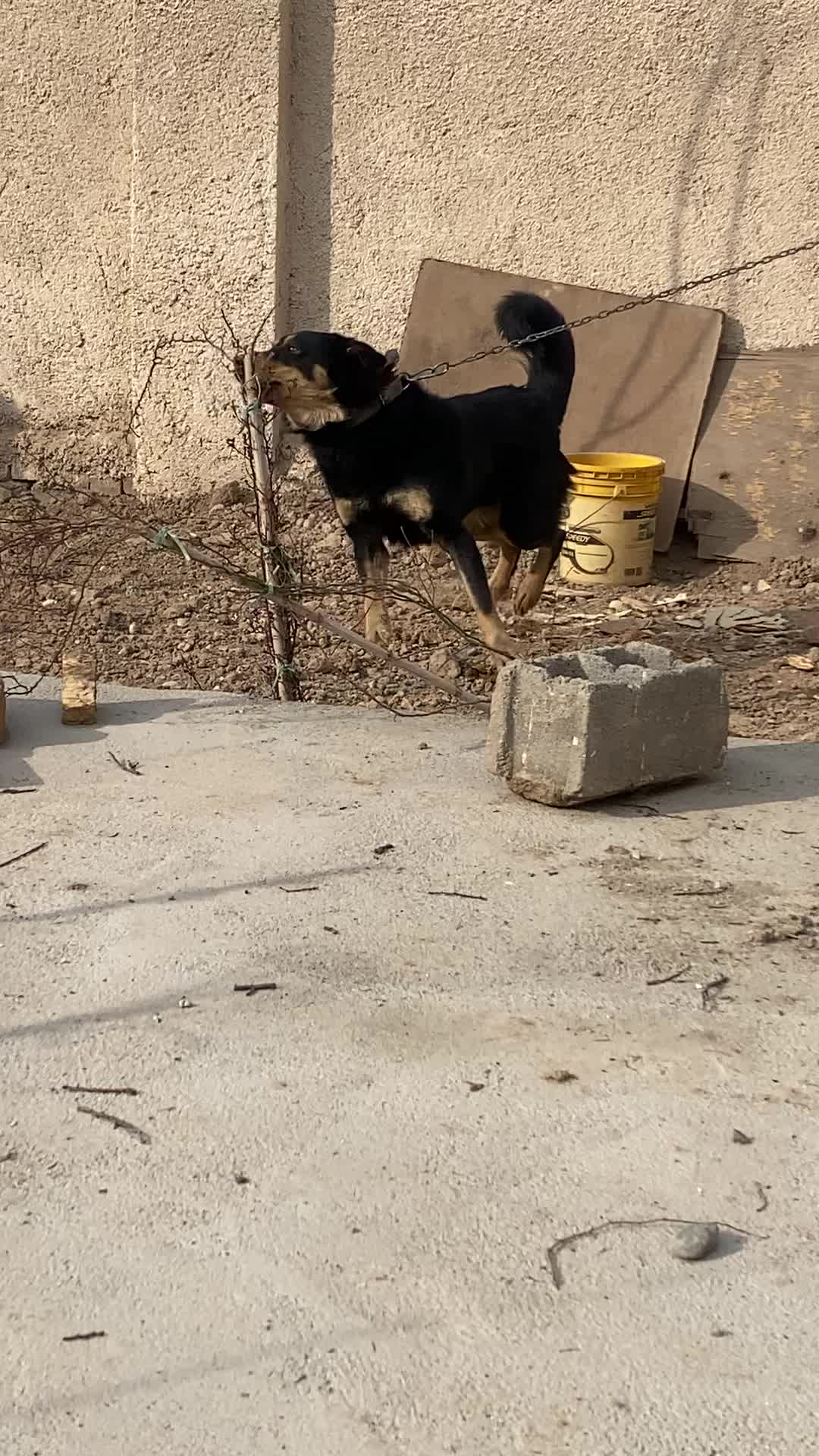 سگ نگهبان|سگ|ورامین, ورامین|دیوار