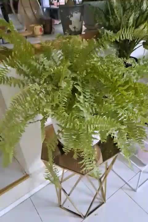 گل سرخصی سالم سرحال|گل و گیاه طبیعی|مشهد, کوی ولیعصر|دیوار