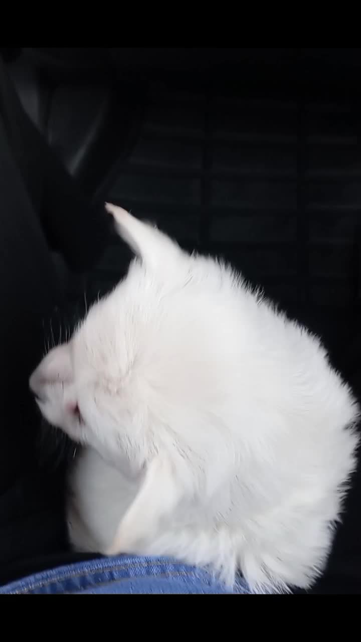 سگ مالتیز|سگ|قم, شهرک مهدیه (مدرس)|دیوار