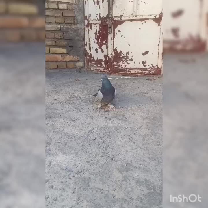 دوتا نر فروشی|پرنده|شهرکرد, |دیوار