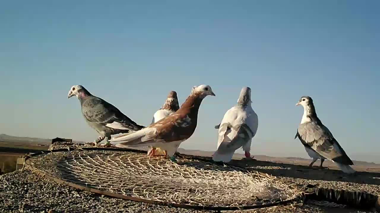 کفتر برشی|پرنده|جلگه رخ, |دیوار