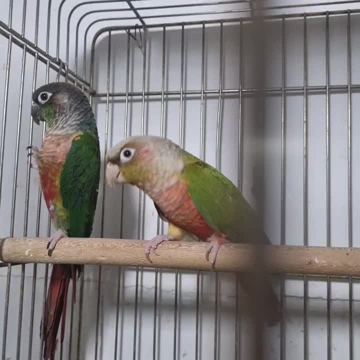 طوطی گرینچگ طوطی برزیلی|پرنده|قرچک, زیبا شهر|دیوار