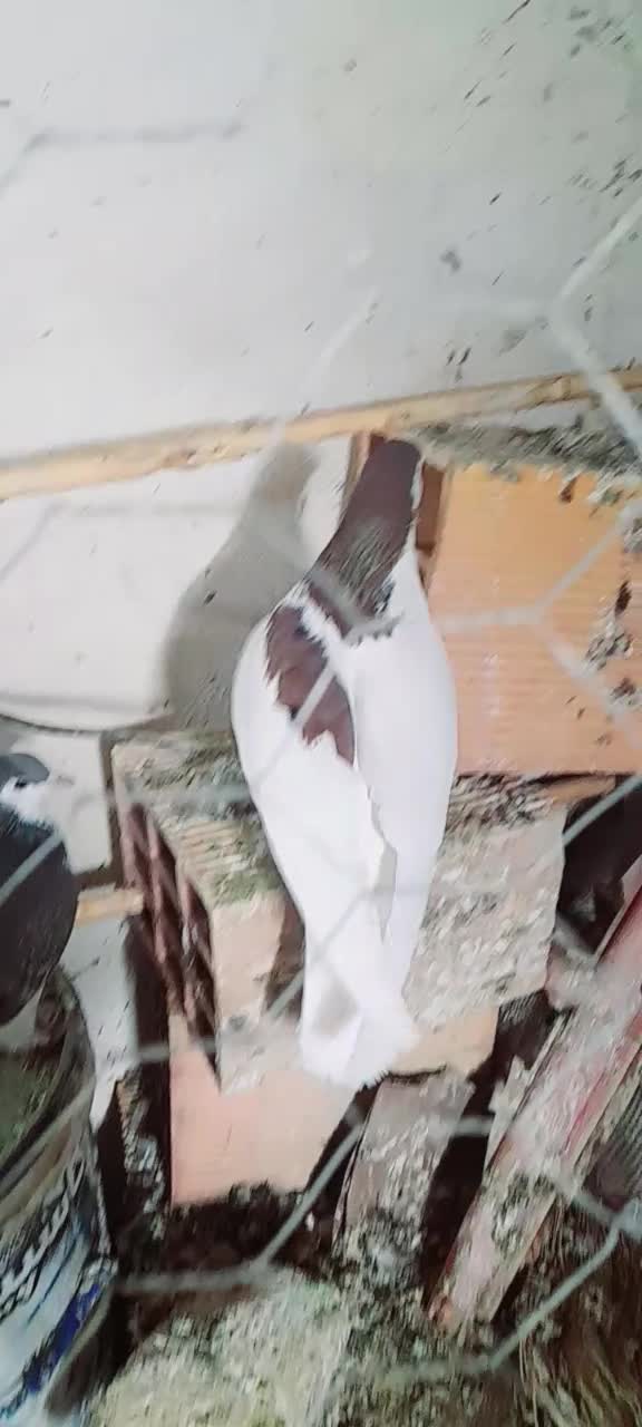 سر سفید کله سفید|پرنده|سبزوار, طبرسی (جعفرآباد)|دیوار