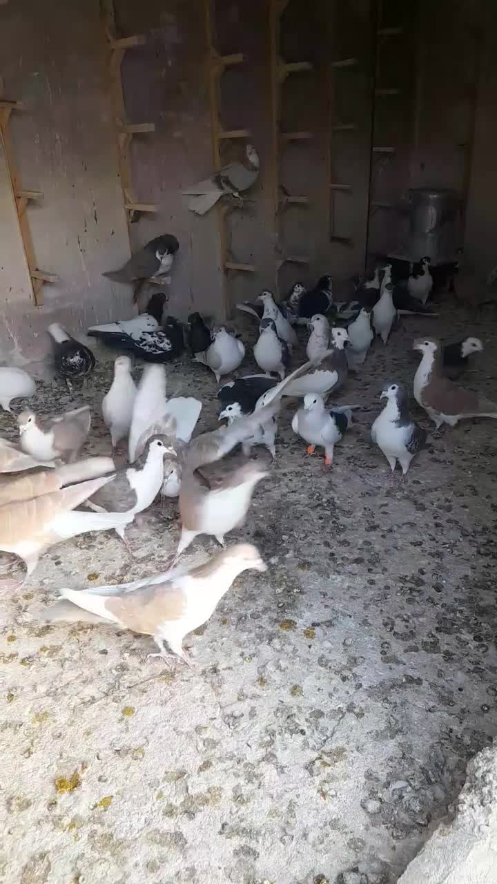 کبوتر پرشی|پرنده|اسفراین, |دیوار