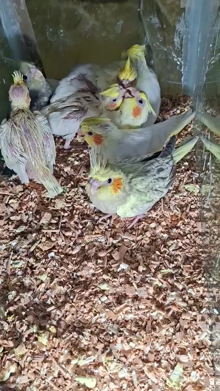 جوجه عروس هلندی رام و با کیفیت بالا|پرنده|کرمان, |دیوار