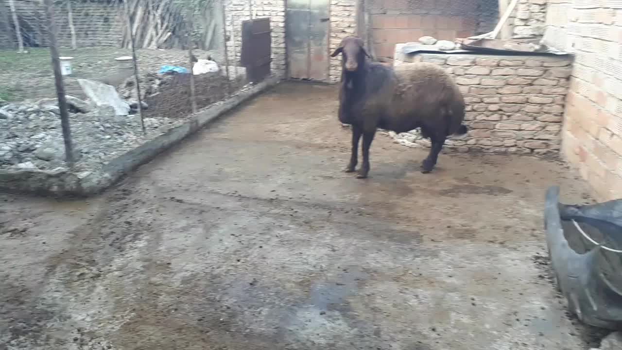 بره قوچ 15ماهه|حیوانات مزرعه|بندر گز, |دیوار