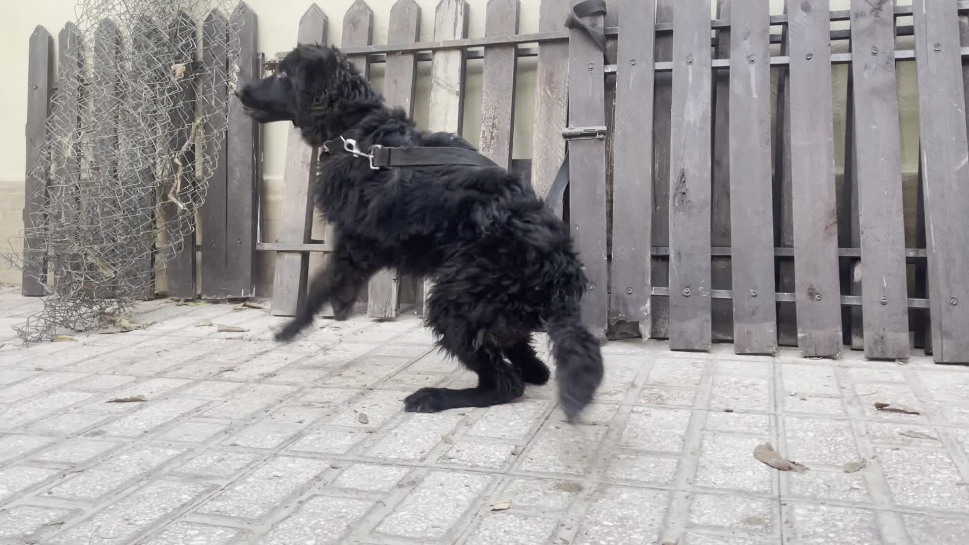 سگ ژرمن بلک نر ۴ماه کینگ سایز|سگ|تهران, آجودانیه|دیوار