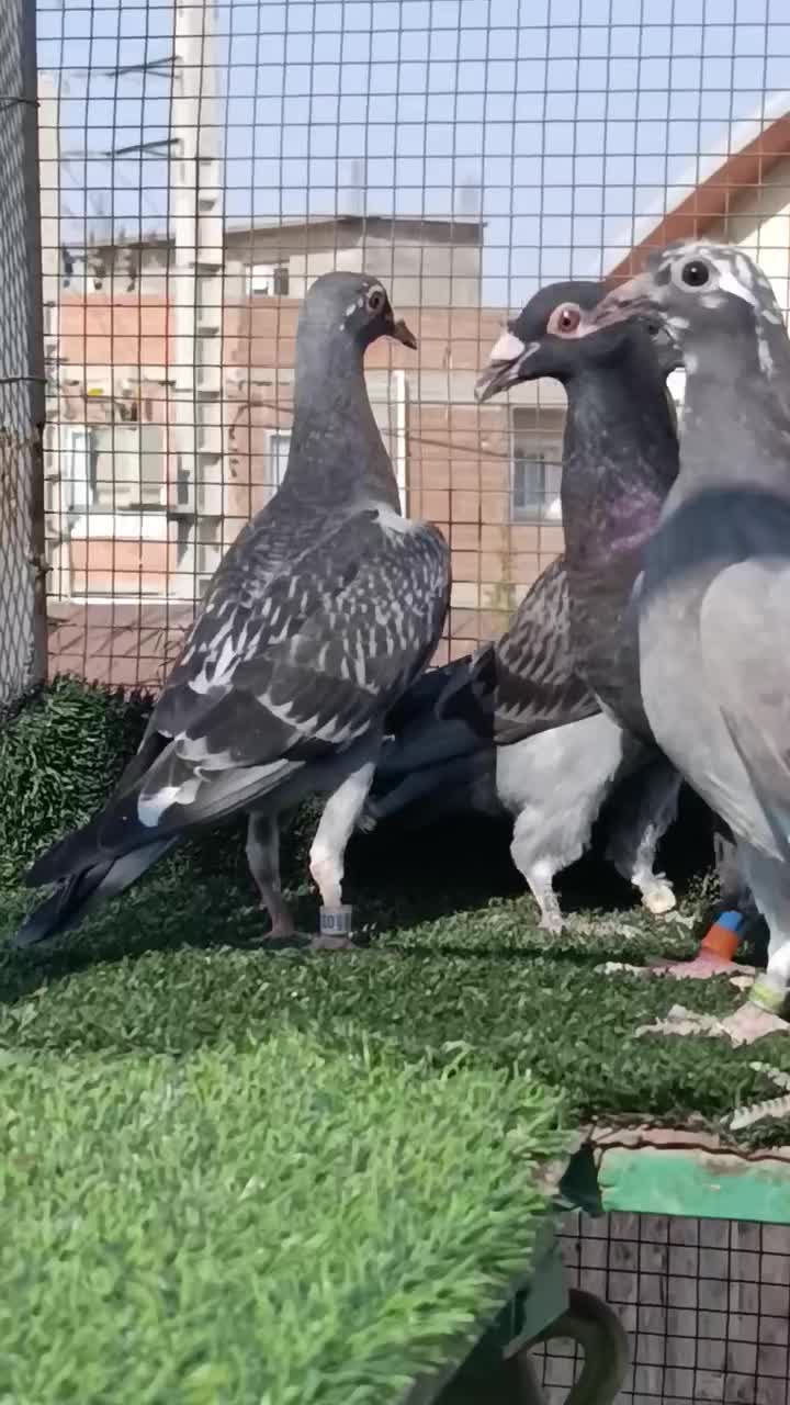 جوجه پلاکی|پرنده|ملک‌آباد, |دیوار