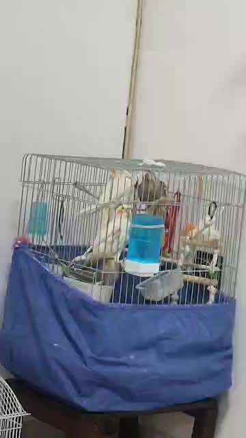 عروس هلندی نر ماده خاکستری لوتینو لپ گلی چشم شرابی|پرنده|فردیس, سپید دشت|دیوار