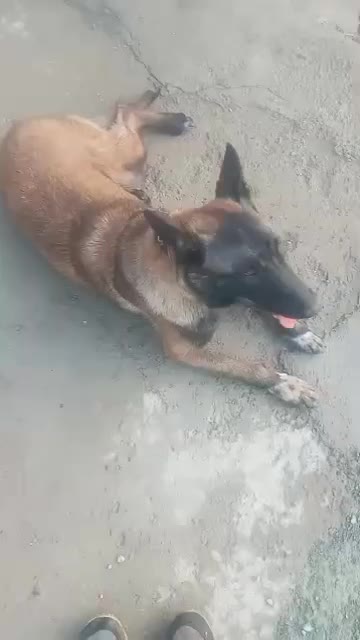 سگ مانینیوز|سگ|سنندج, |دیوار