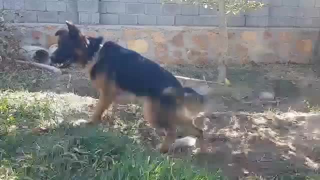 ژرمن شپرد|سگ|صوفیان, |دیوار