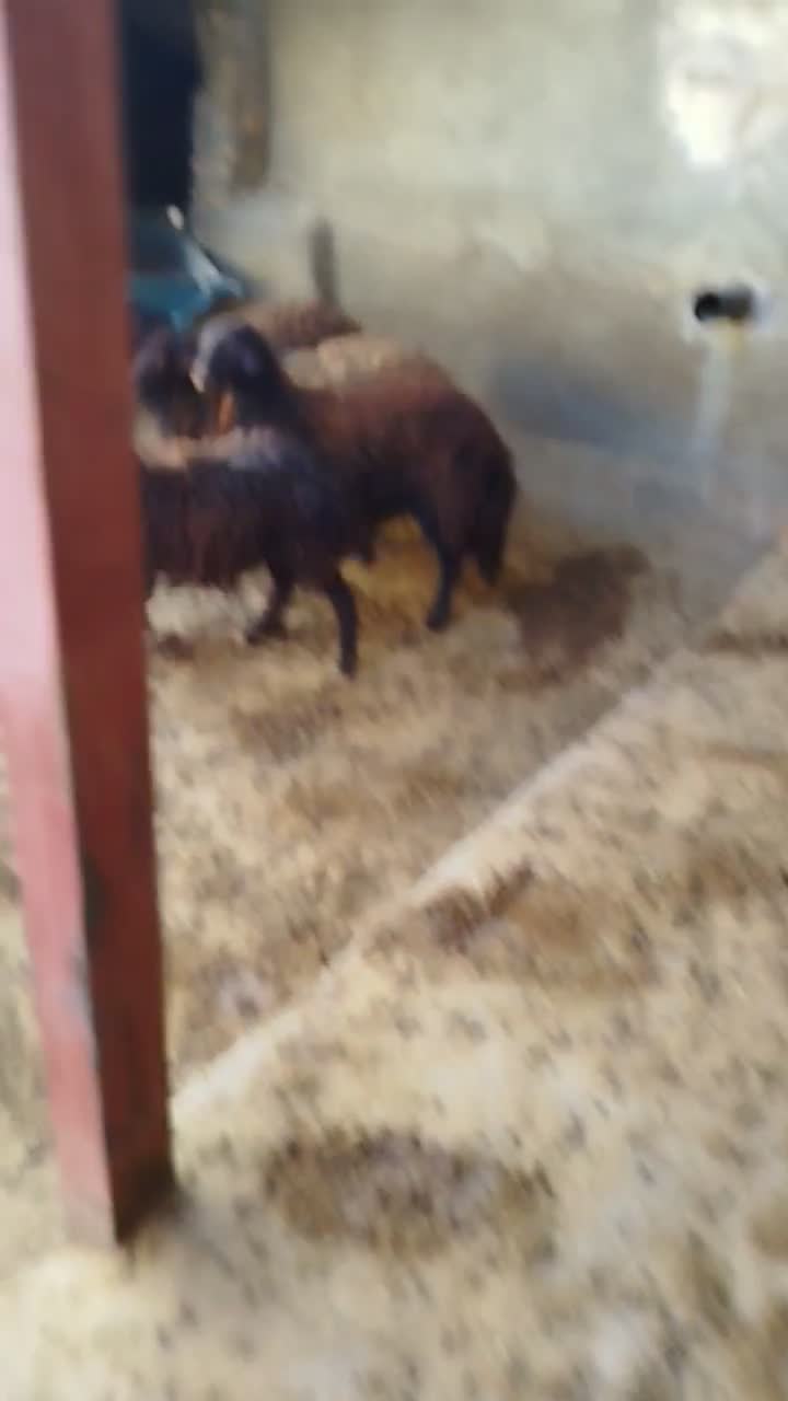 بره نروماده افشار|حیوانات مزرعه|بروجرد, |دیوار