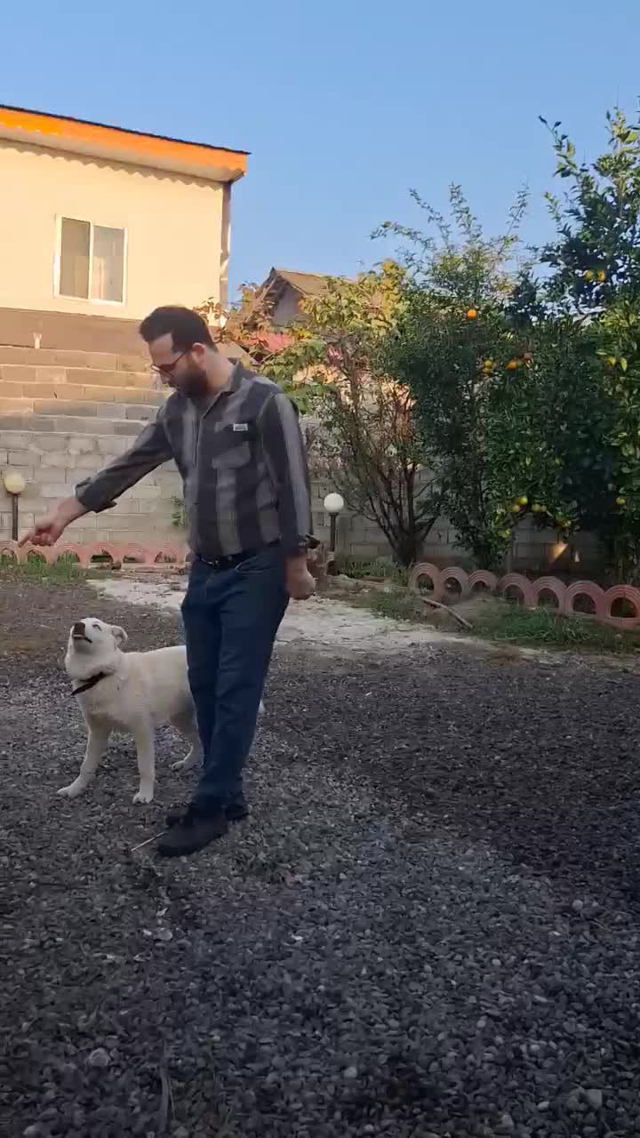 توله ۵ ماهه هاسکی ساموئید نر|سگ|لاهیجان, انقلاب|دیوار