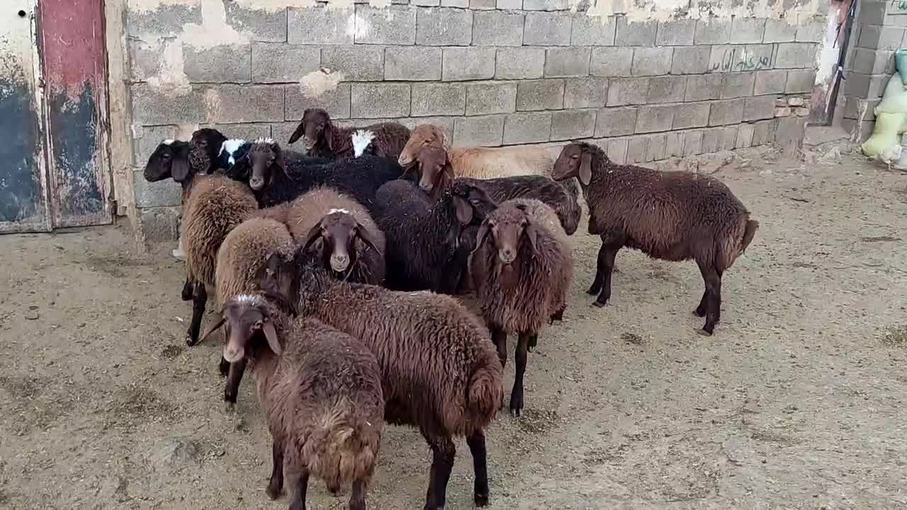 گوسفند نر و ماده|حیوانات مزرعه|هرسین, |دیوار