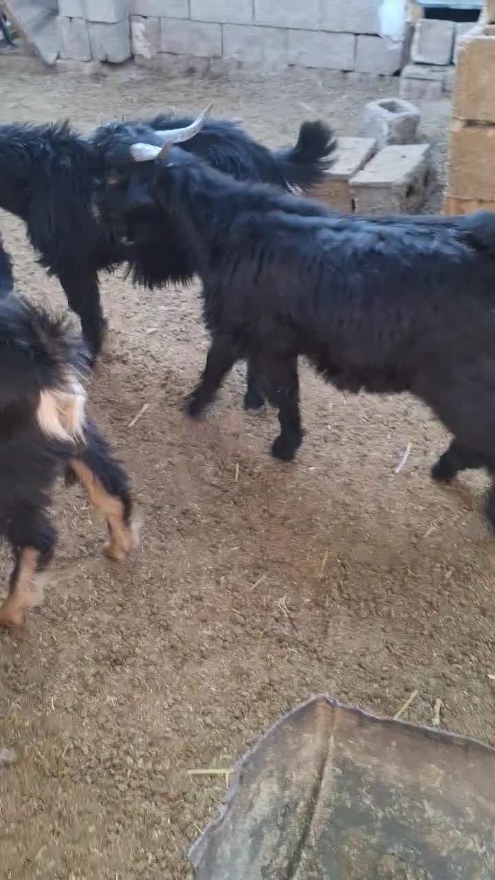 کهره نر سبک وزن|حیوانات مزرعه|شیراز, شهرک رضوان|دیوار