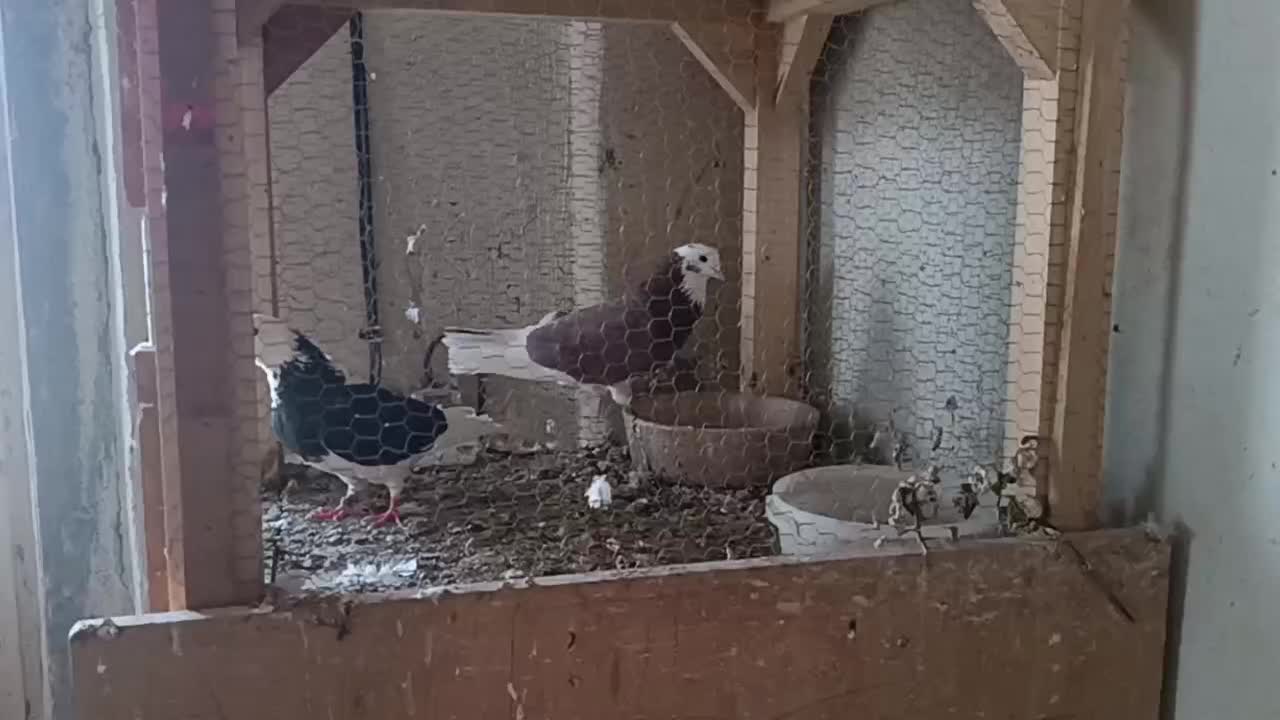 کفتر|پرنده|معصومیه, |دیوار