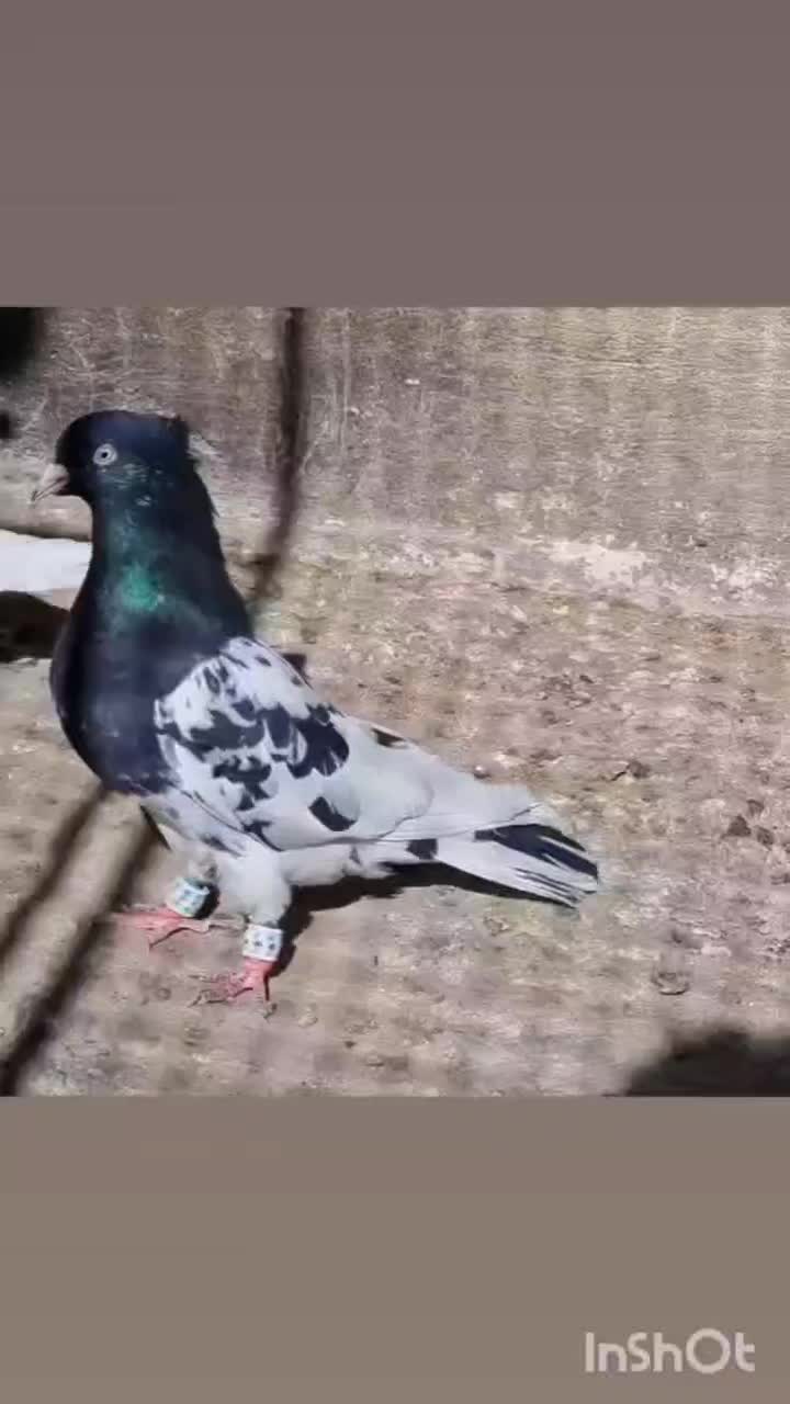 کفتر کله سیاه اصیل استان فارس|پرنده|شیراز, شهرک امیر کبیر|دیوار