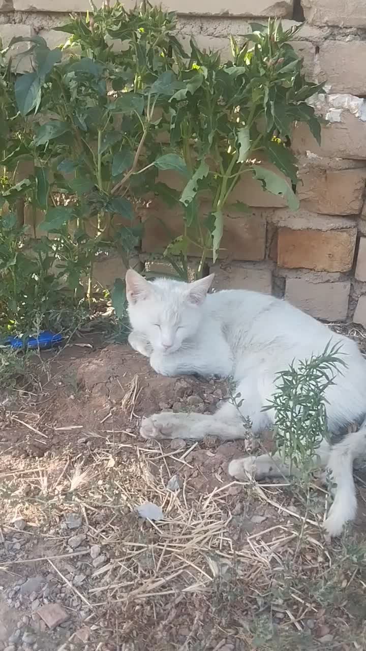 گربه|گربه|داران, |دیوار