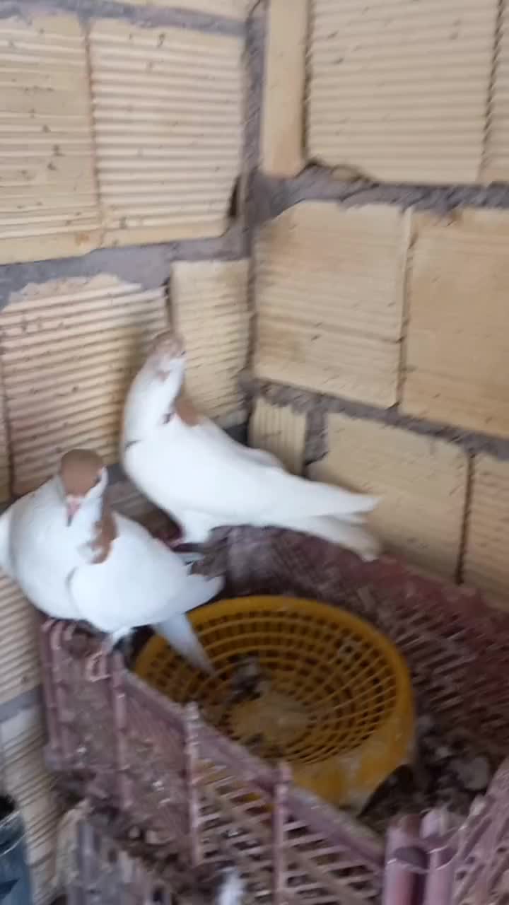 فروشی نر و ماده|پرنده|گتوند, |دیوار