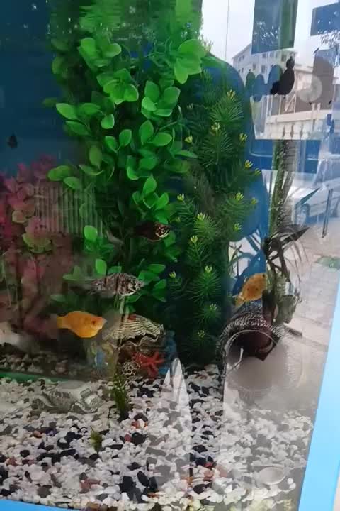 آکواریوم بزرگ|ماهی|گرگان, |دیوار