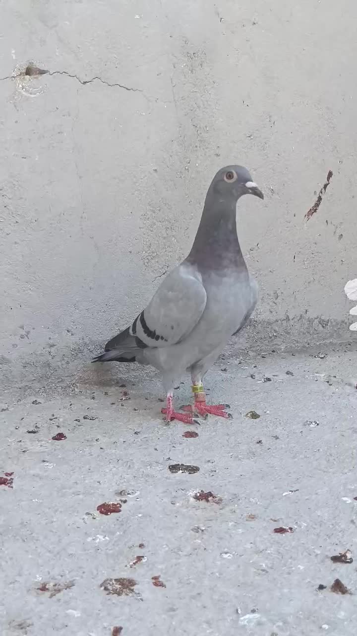 فروش جوجه مسافت بلند|پرنده|لامرد, |دیوار