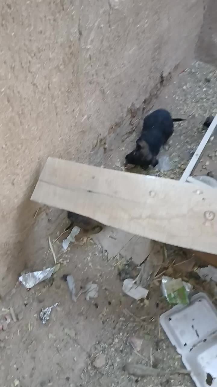 عنوان آگهی سگ ژرمن فروشی|سگ|بوئین زهرا, |دیوار