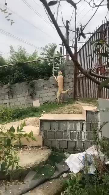 توله آلابای 9 ماهه بدلیل جابه جایی|سگ|قائمشهر, |دیوار