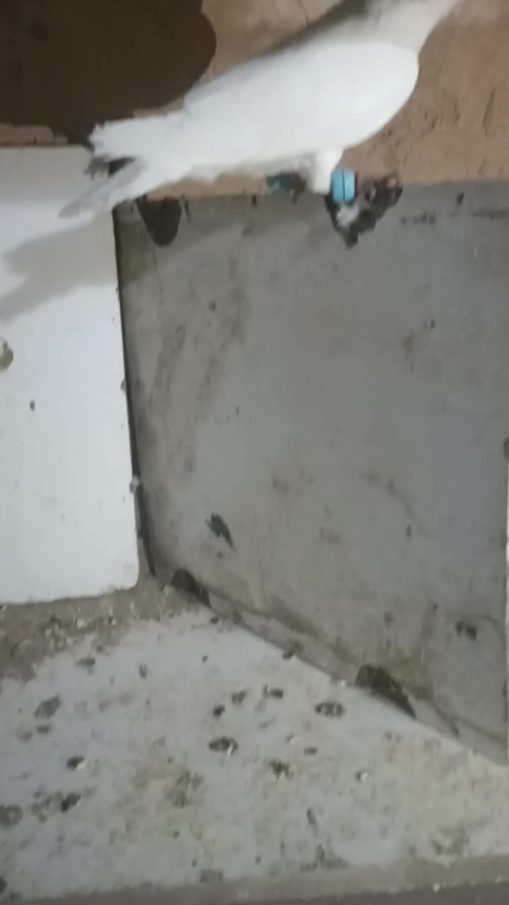 کفترپرشی ضربه|پرنده|سبزوار, قصبه شرقی|دیوار