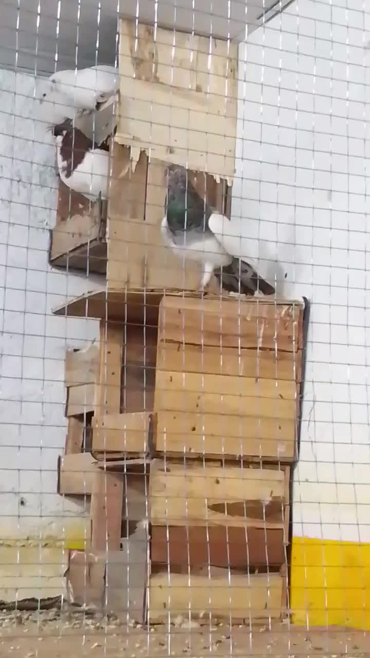 یهودی سرور|پرنده|بهبهان, |دیوار