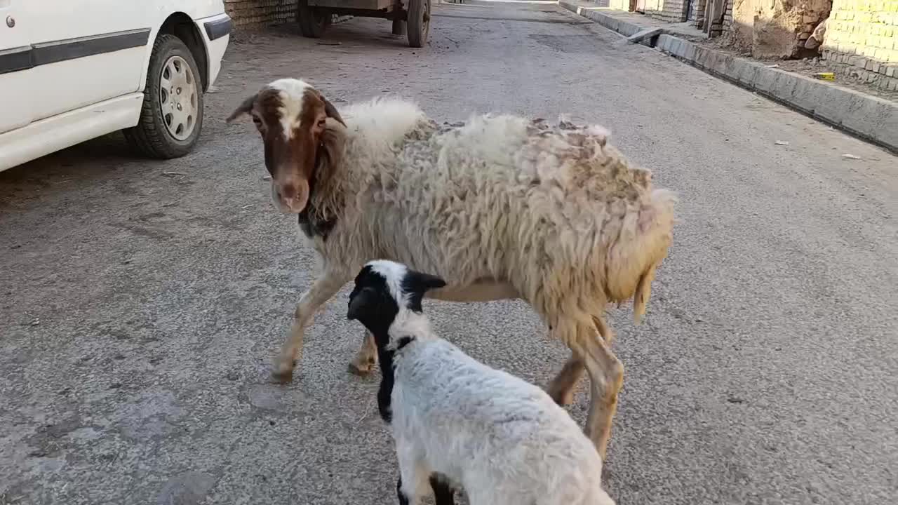 میش بره دار ،کوهستانی|حیوانات مزرعه|قزوین, |دیوار