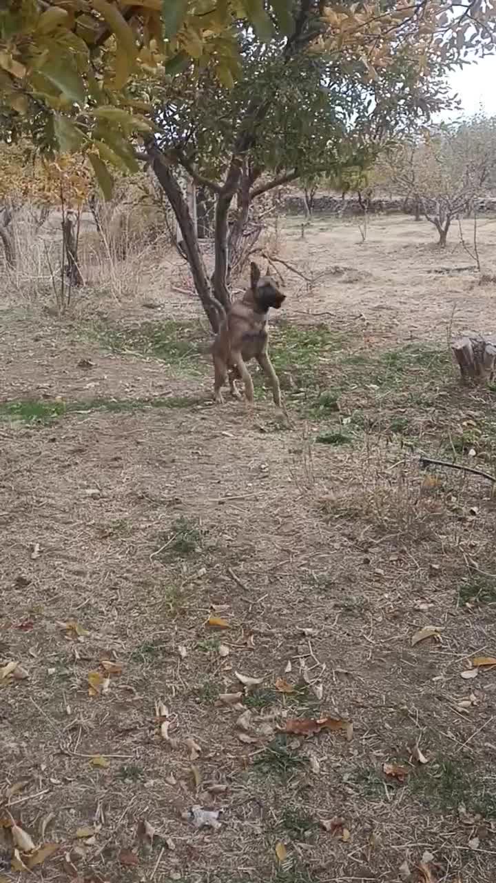 فروش یه قلاده سگ مالینویزیک ساله قیمت ۸تومن مقطوع|سگ|سمیرم, |دیوار