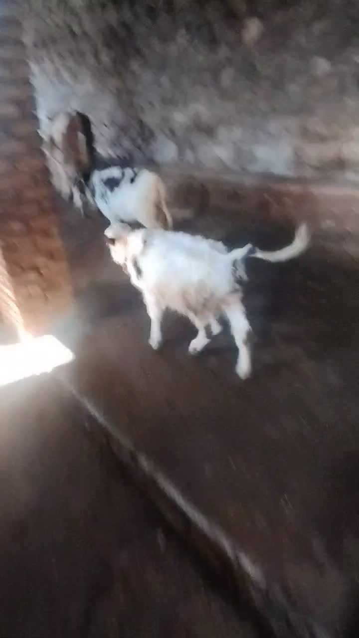 دوتا گوساله دورگه یکی نر یکی ماده چهار ماهه|حیوانات مزرعه|هوراند, |دیوار