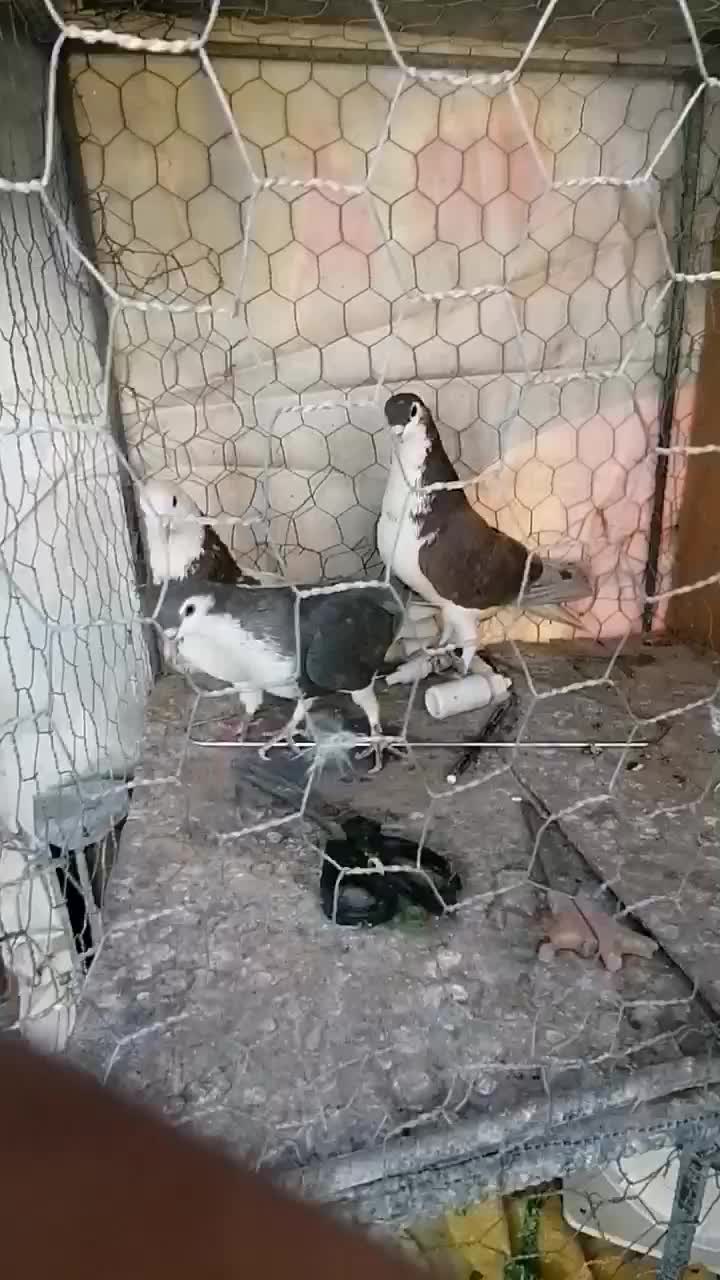 کفتر|پرنده|زرند, |دیوار