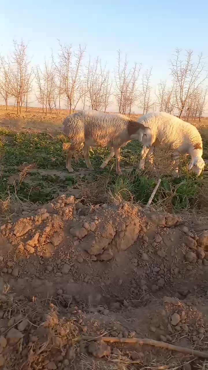 دوراس بره قوچی چینی|حیوانات مزرعه|زیرکوه, |دیوار