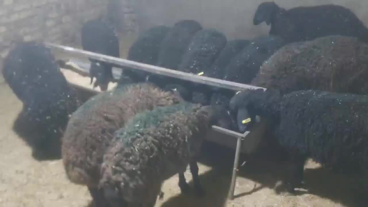 بره وزن ۳۵ تا ۴۰ کیلو تضمینی|حیوانات مزرعه|هشتگرد, تهران دشت|دیوار