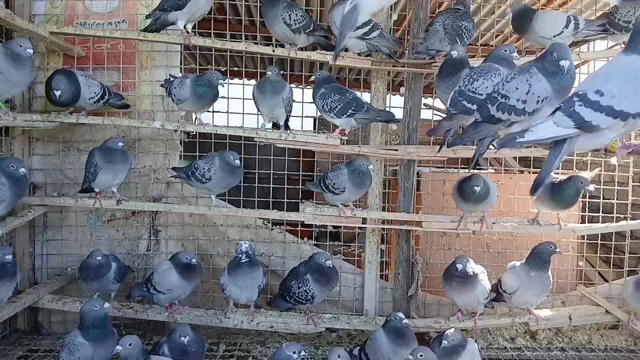 کبوتر پلاکی|پرنده|تهران, ترمینال جنوب|دیوار