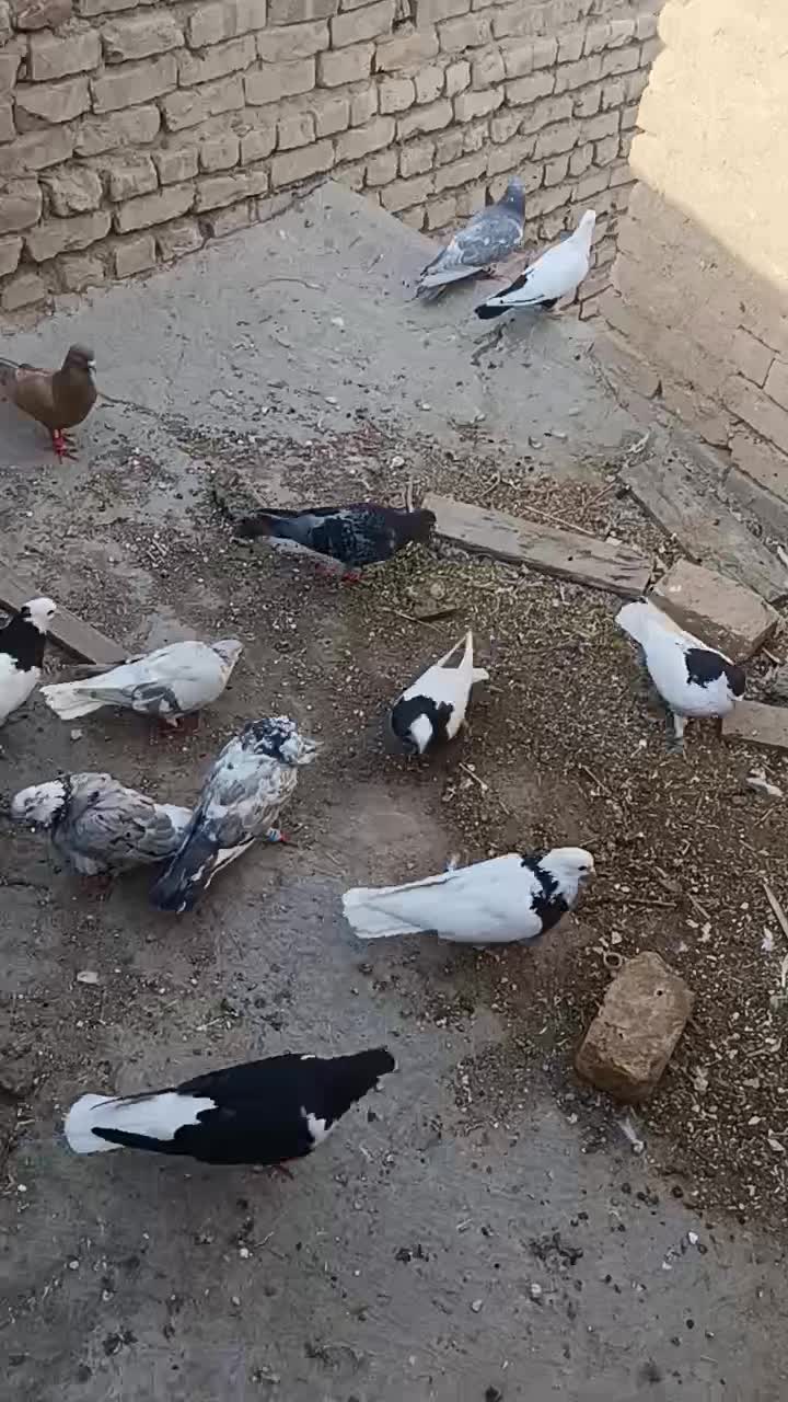 کفتر|پرنده|کاشمر, |دیوار