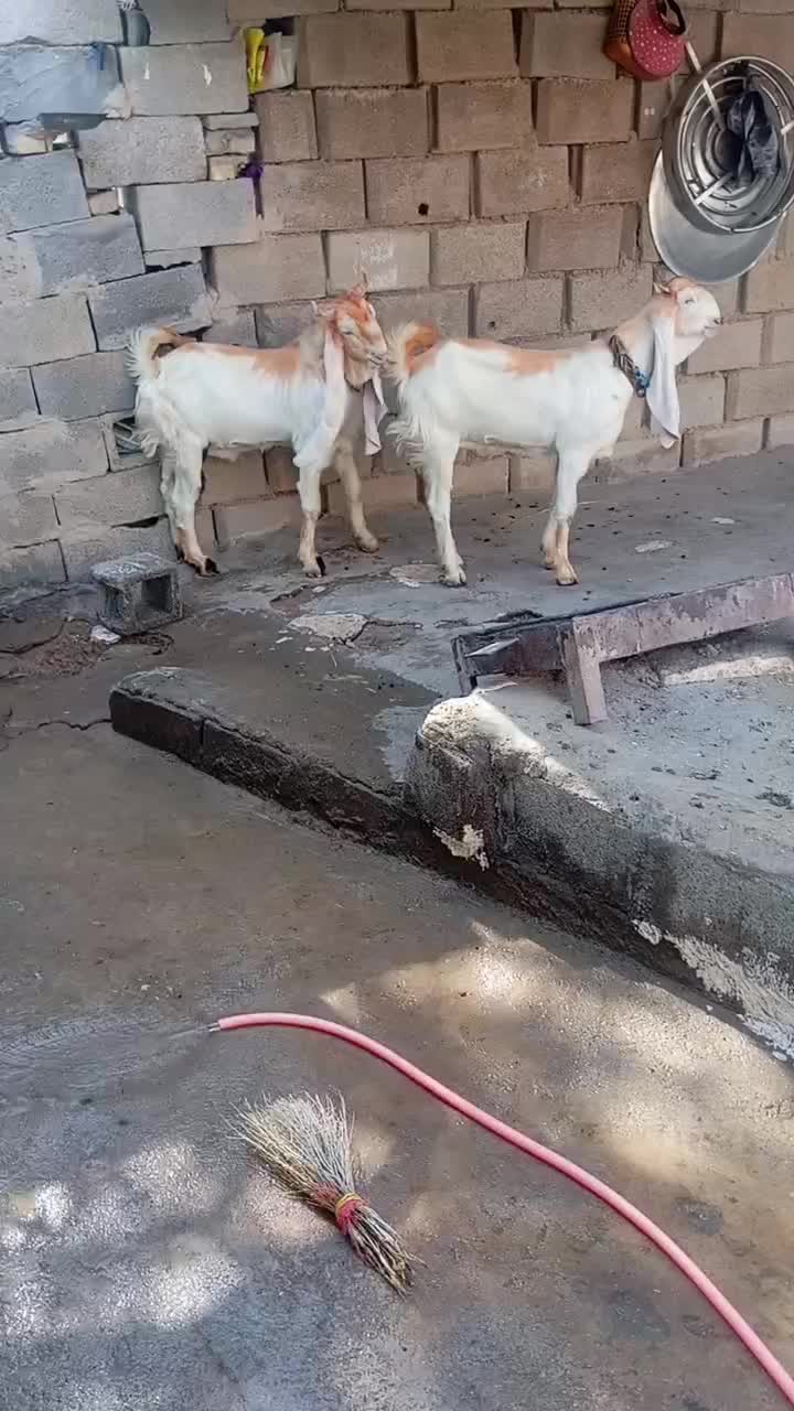 نرگلابی|حیوانات مزرعه|شوشتر, |دیوار