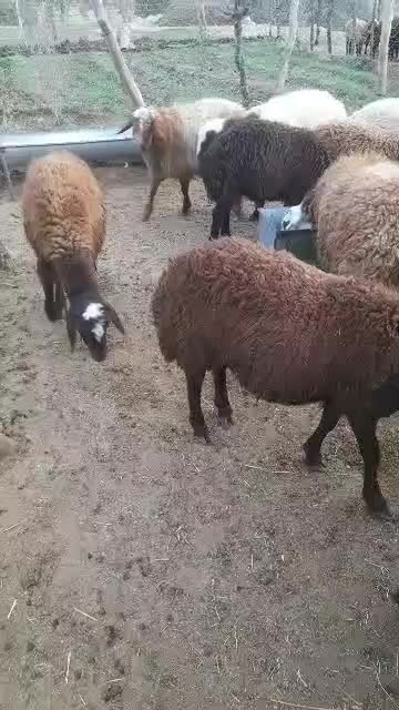 بره نر|حیوانات مزرعه|کوهدشت, |دیوار