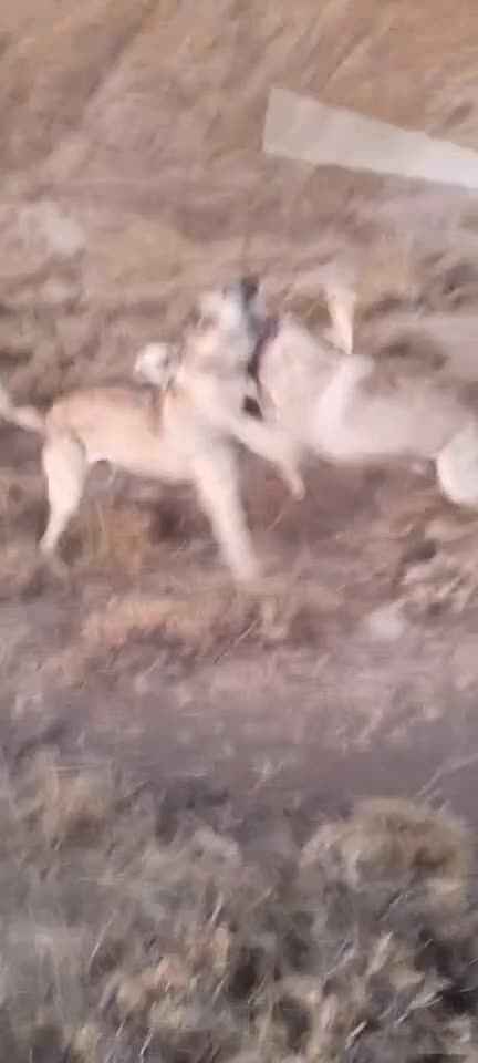 واگذاری سگ سرابی|سگ|سراب, |دیوار