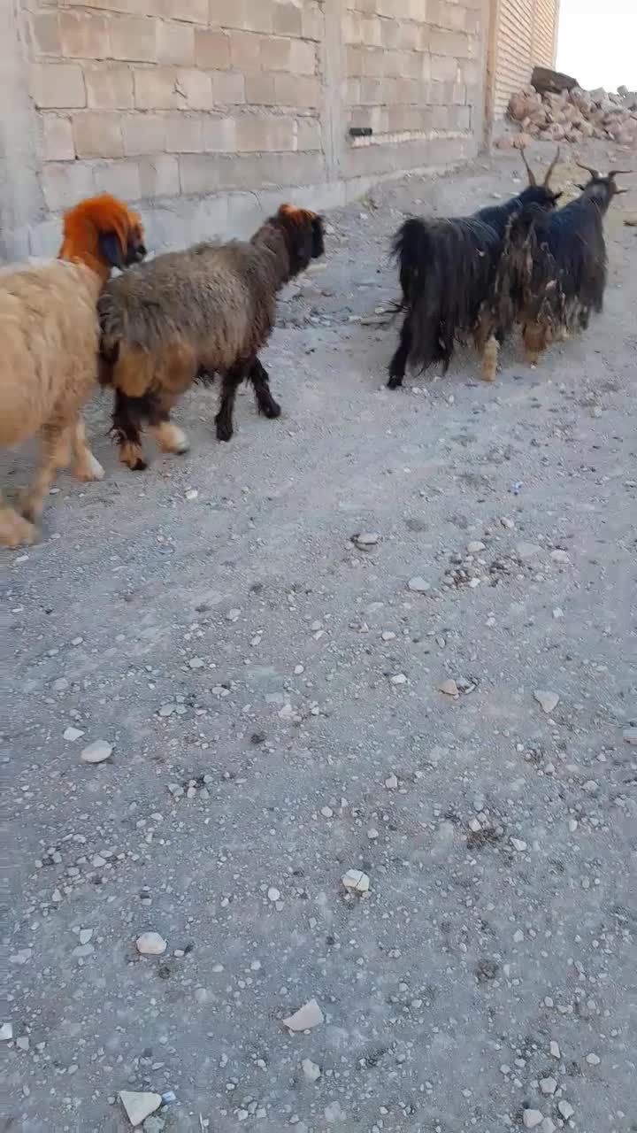 فروش میش بختیاری.( بز میش بره بزغاله)|حیوانات مزرعه|اردل, |دیوار