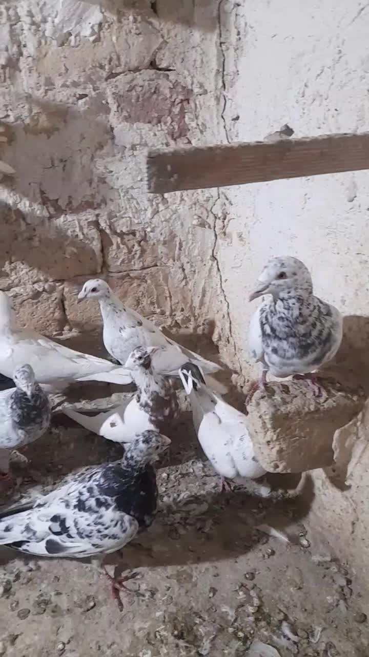 تقریبا ۴۰تا کبوتر هفرنگ نروماده|پرنده|الوند, |دیوار