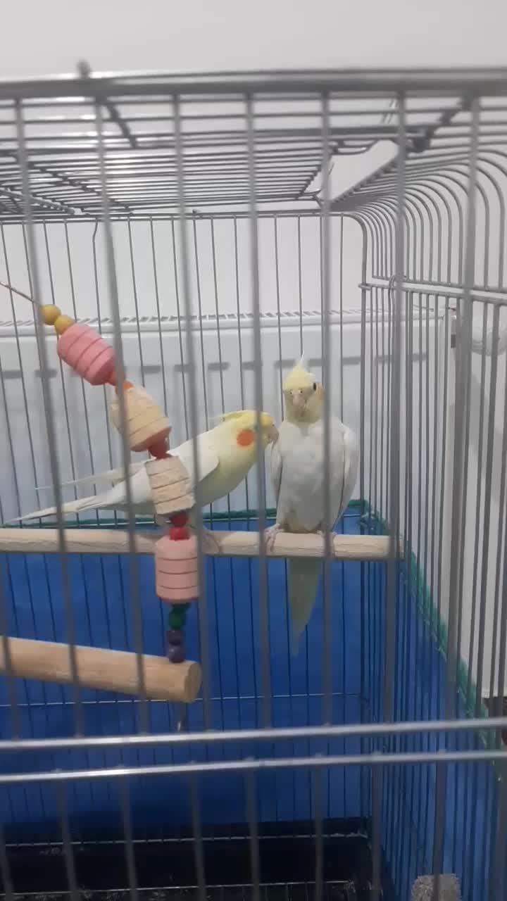 دو عدد عروس هلندی به همراه وسایل|پرنده|گلپایگان, |دیوار